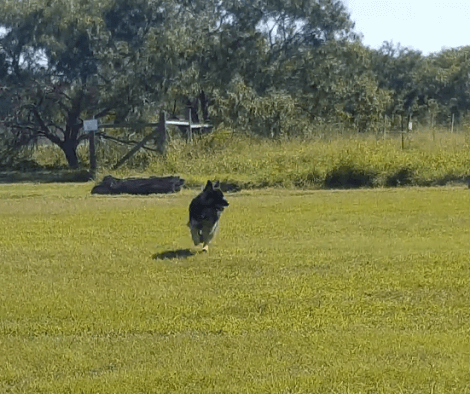 Wait Till You See This Adorable Pup's Tail!