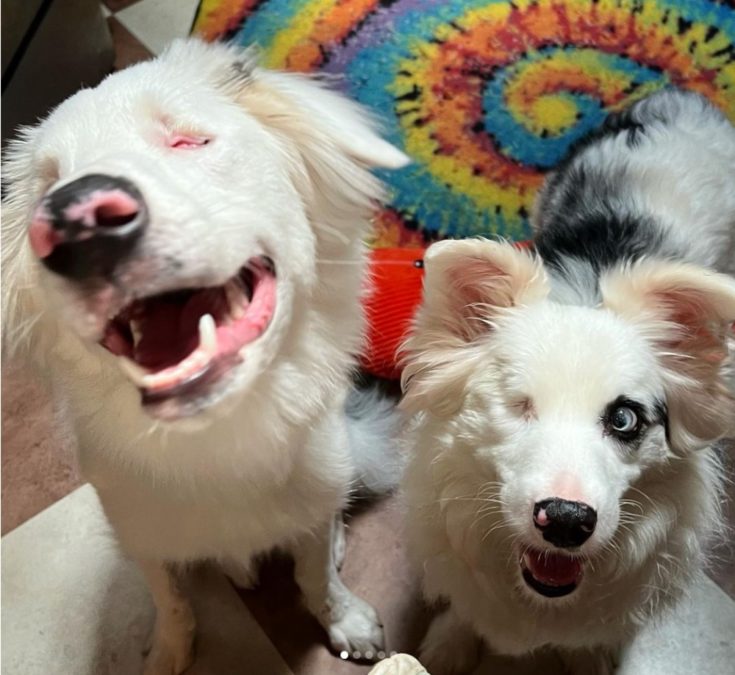 Woman Adopts 2 Blind And Deaf Aussies