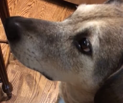 This Adorable Pup Is Busy Showing His Family What He Can Do!