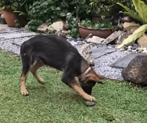 This Adorable Pup Is Super Frustrated Because She Can't Pick Up A Rock!