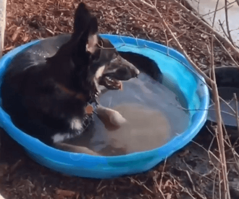 This Adorable Pup Has One Advice For Everyone And It's Hilarious!