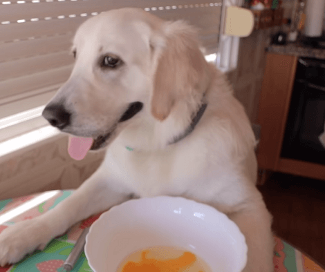 This Adorable Pup Is About To Make Crepes! You Don't Want To Miss This!