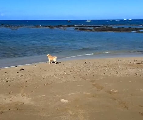 What Is It Like To Play A Game Of Fetch On The Beach? Pretty Exciting ...