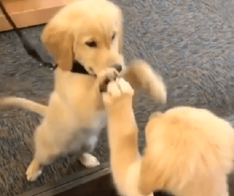 When You're So Very Cute, Even You Can't Resist Checking Yourself Out In The Mirror!