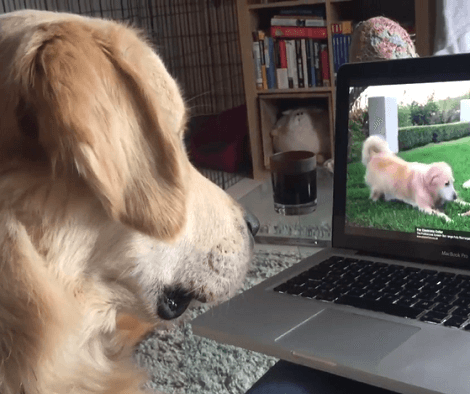 This Adorable Pup Is Watching Something On The Laptop, But Watch Her R ...