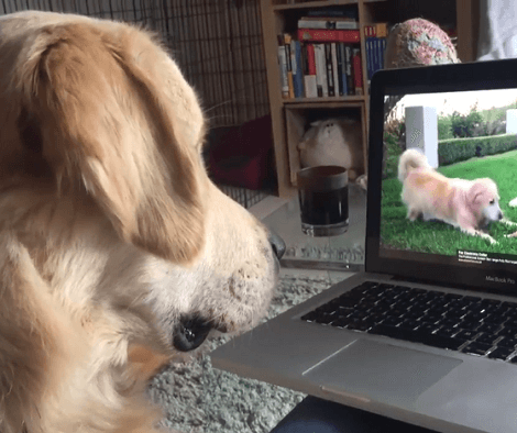 This Adorable Pup Is Watching Something On The Laptop, But Watch Her Reactions!