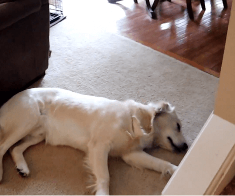 This Adorable Pup Enjoys Chewing The Carpet... See What Happens Next!