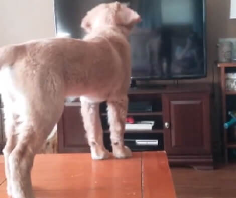 Adorable Pup Spots A Strange "Puppy" Imitating Him... Immediately Starts Barking!