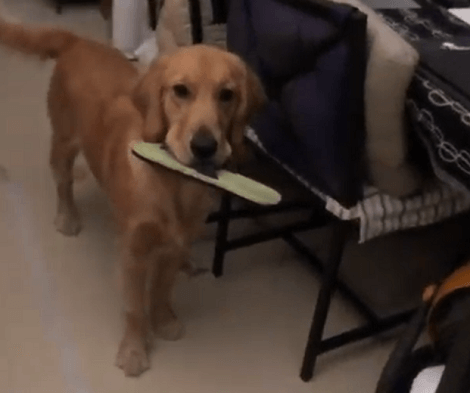 This Adorable Pup Absolutely Loves Grabbing Things So He Can Be Chased Around!