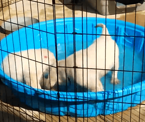 Wait Till You See How These Adorable Puppies Play In Their Tiny Pool!