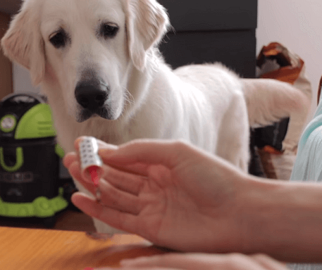This Adorable Pup Is Absolutely Terrified Of Nail Polishes! Check Out His Epic Reaction!