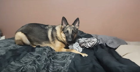 Vet Cautions Pet Parents To Be Aware Of Deadly Bacteria In These Three States