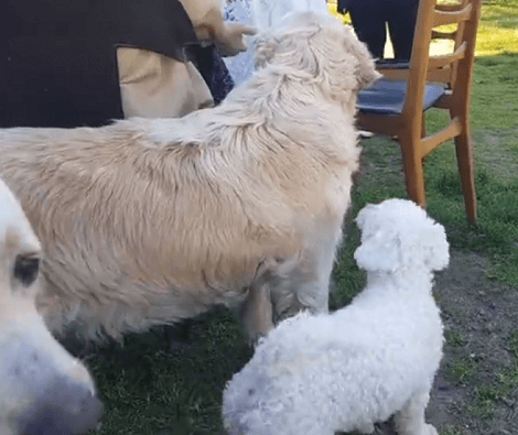 Watch How One Of These Pups Gets A Free Ride Of A Lifetime! This Is Funny!