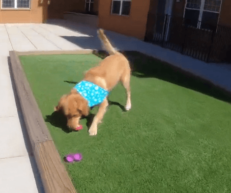 This Adorable Pup Is About To Experience An Easter Egg Hunt For The First Time Ever!