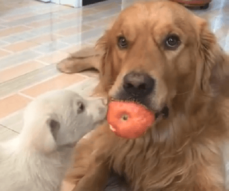 When It's Time To Share Food, This Adorable Pup's Reaction Is Truly Epic!