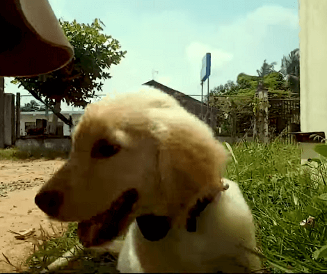 This Adorable Pup's First Time At The Beach Is Going To Warm Your Heart!