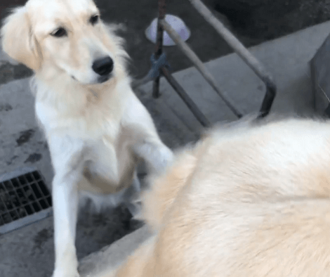 Adorable Pup Out On A Walk Gets A Pleasant Surprise! Check This Out!