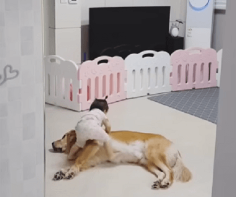 Watch How These Two Siblings Play With Each Other At Home! What A Delight!