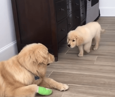 Watch How This Tiny Pup "Hunts" The Adult Pup Minding His Own Business!
