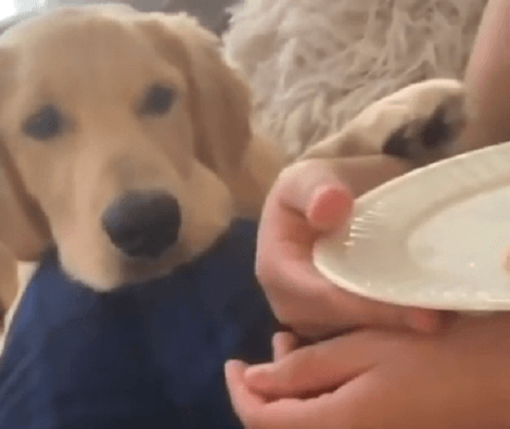 This Adorable Pup Is Arguing With Mom, But What Is It All About?! Check This Out!