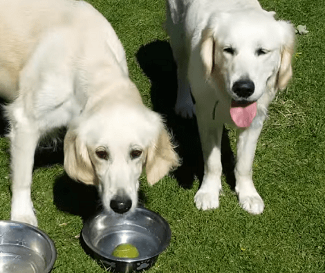 This Adorable Pup Is Meeting Her Mom Today! You Don't Want To Miss This!