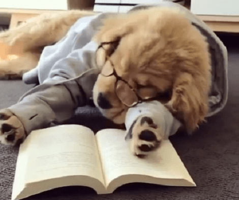 This Adorable Pup Is Trying To Read A Book And Then Falls Asleep!
