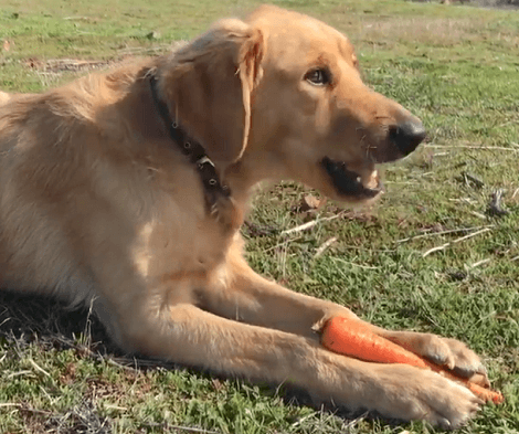 This Adorable Pup Is Having The Time Of His Life Exploring The Beautiful Countryside!