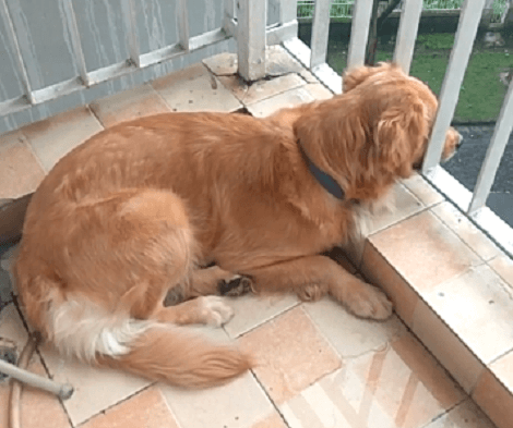 This Adorable Pup Has Decided That Today's The Day He'll Watch The World Go By As He Sees It All!