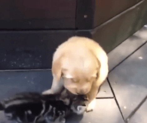 Aww This Adorable Video Is Going To Fill Your Heart With Warmth!