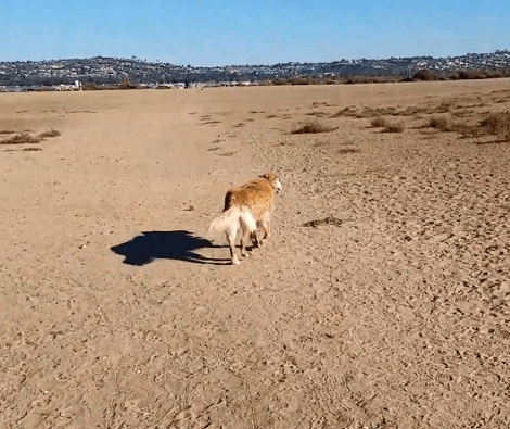 This Adorable Pup Is Having The Time Of Her Life At A Dog Park!