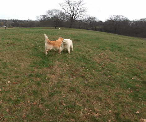 This Adorable Pup Is Too Excited To Visit The Local Dog Park! Check This Out!