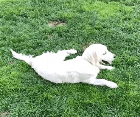 This Adorable Pup Knows The Importance Of Walking And Having A Great Time!