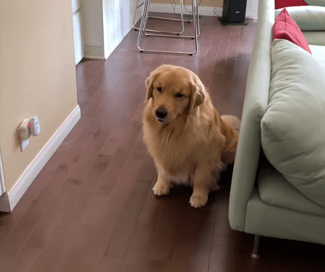 Adorable Pup Gets A New Toy, But At First He Wasn't Too Crazy About It!