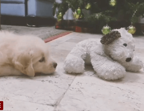 This Tiny Adorable Pup Will Brighten Your Day, Trust Me! This Is Too Cute To Miss!