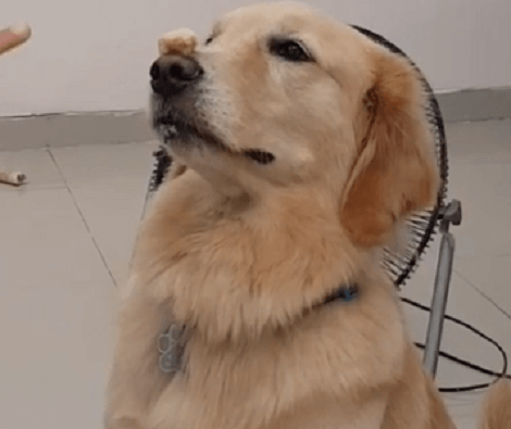This Adorable Pup Is Training To Balance A Treat On Her Nose! Check This Out!