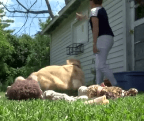 Local Residents Rescue Helpless And Terrified Pups From China Meat Trade