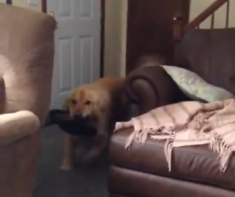 Dad Requests His Adorable Pup To Fetch His Slippers! What Happens Then Is Too Cute!