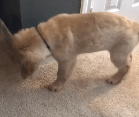 Adorable Pup Spots A Door Stopper, Immediately Goes Nuts Over It!