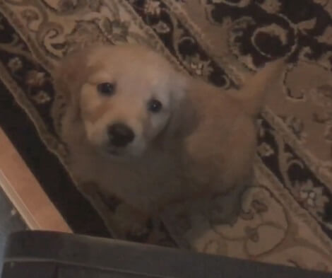 This Family Just Brought Home An Adorable Puppy! Check Him Out Here!