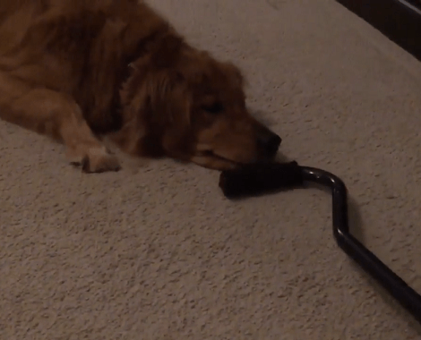 Watch How This Adorable Pup Takes Revenge On A... Cane?!