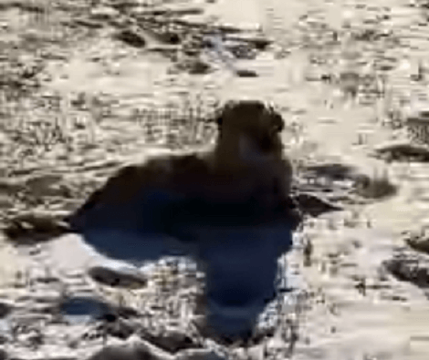 While Most Of Us Gather Indoors When It Snows, This Adorable Pup Goes Outdoors To Enjoy It!