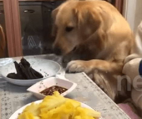 Watch What This Adorable Pup Does When She Spots Some Meat On The Table!