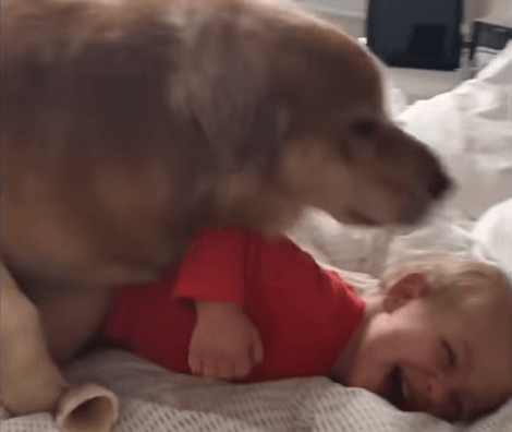 Adorable Pup Pins Down Toddler And Starts Tickling Him! Just Too Heartwarming!