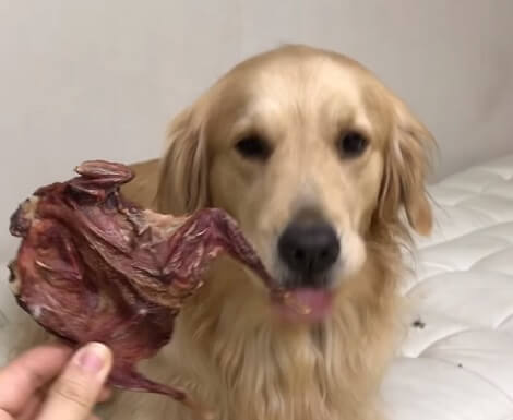 This Adorable Pup Is Having The Time Of His Life Enjoying A Snack Mom Gave Him!