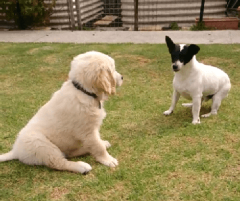 This Adorable Pup Absolutely Loves Playing With Her New Friend!