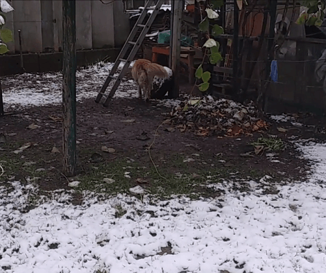 This Adorable Pup Absolutely Loves Exploring The Snow, But His Sibling? Check This Out!