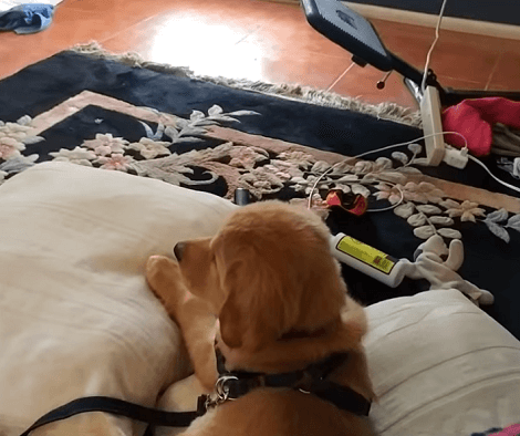 This Adorable Pup Is Completely Busy Watching Different Channels On The TV!