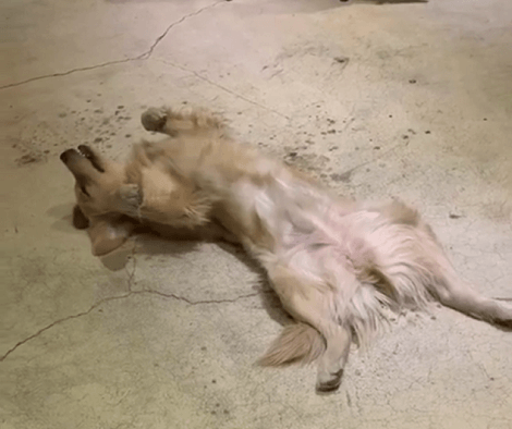 This Adorable Pup Is Lying On Her Back So She Can Look At The Mirror Upside Down!