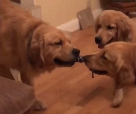Adorable Pup Refuses To Let Go Of Toy, So He Gets Dragged Across The Floor!