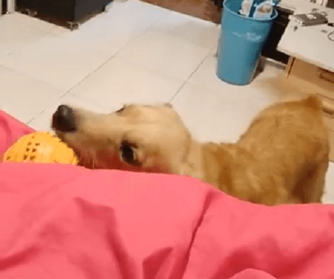 This Adorable Pup Wants Mom To Play Her Favorite Toy With Her! Check Out Her Enthusiasm!